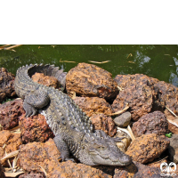 خانواده کروکودیل ها Crocodylidae